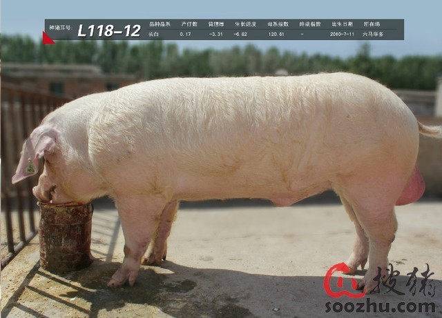 二四六香港期期中下一期預測:豬、狗、馬、牛,澳門一碼一特一中預測準不準繼續訪:03-16-01-33-21-44 T:48,抵制欺詐的假誘導詞-效率解讀、專家解讀解釋與落實