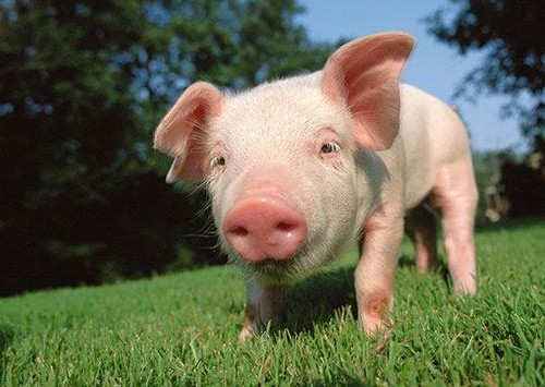 二四六香港期期中下一期預(yù)測(cè):豬、狗、馬、牛,澳門一碼一特一中預(yù)測(cè)準(zhǔn)不準(zhǔn)繼續(xù)訪:豬、狗、兔、馬-系統(tǒng)解答、專家解讀解釋與落實(shí)?,杜絕虛假誘導(dǎo)鏈