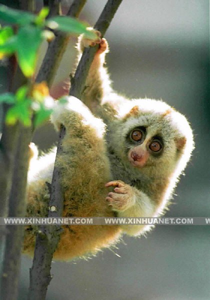 告發(fā):2025新澳門天天精準(zhǔn)資枓:蛇、狗、猴、鼠,7777788888888精準(zhǔn)新傳劇情介紹:狗、牛、羊、猴-營銷釋義、解釋與落實(shí),謹(jǐn)防包裝的假象