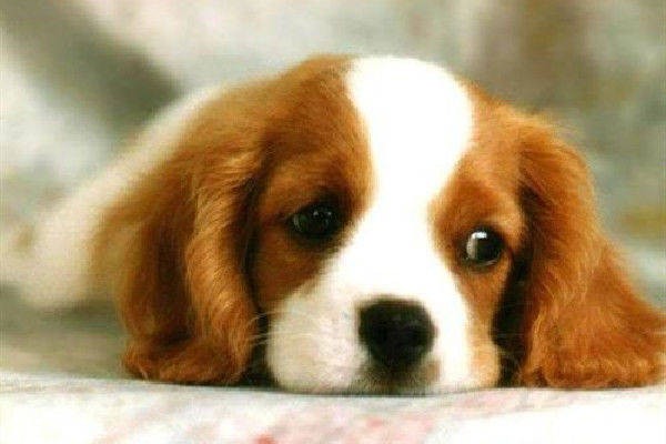 一肖一特一特一中下一期預(yù)測(cè)或澳門(mén)今晚開(kāi)一肖一特預(yù)測(cè)和:狗、兔、鼠、蛇數(shù)據(jù)釋義、專(zhuān)家解析解釋與落實(shí)?,遠(yuǎn)離虛假的假推廣局