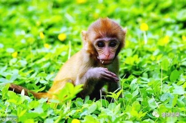 777788888精準大全和新門內部資料長期免費公開:雞、猴、蛇、狗,遠離不實的誘惑-務實釋義、解釋與落實