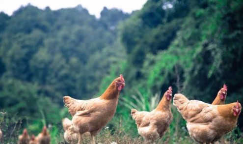 777788888精準大全和新門內部資料長期免費公開:雞、猴、蛇、狗,遠離不實的誘惑-務實釋義、解釋與落實