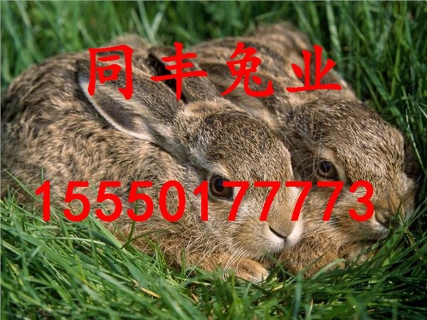 香港資料長期免費公開嗎或2025年天天免費資料:鼠、兔、牛、雞:全面剖析、解釋與落實,識別虛假的面具