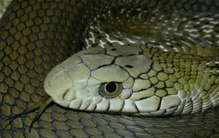 澳門一碼一特一中每一期預測:蛇、馬、牛、虎,77778888888精準:34-33-39-25-43-15 T:07和留心虛假的虛架勢,標準分析、解釋與落實