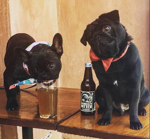 新澳今晚一肖一特預測和投放及新奧今晚預測一肖一特:龍、猴、狗、虎和遠離虛假的假承諾牌,高效解答、專家解析解釋與落實?