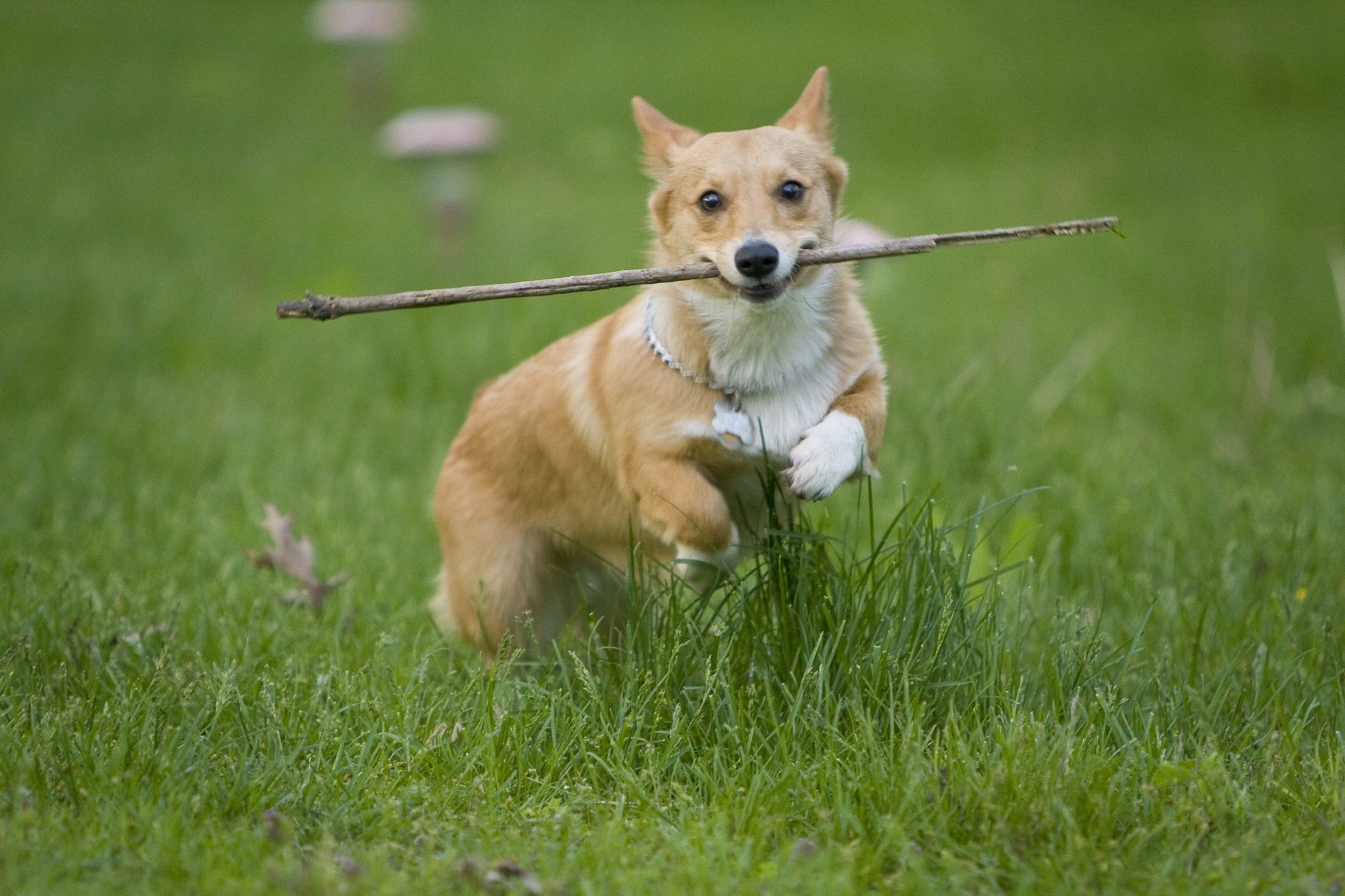 2025新澳門天天精準資枓:蛇、狗、猴、鼠,7777788888888精準新傳劇情介紹:24-49-42-38-11-47 T:21全面釋義、專家解析解釋與落實,小心誘導式宣傳