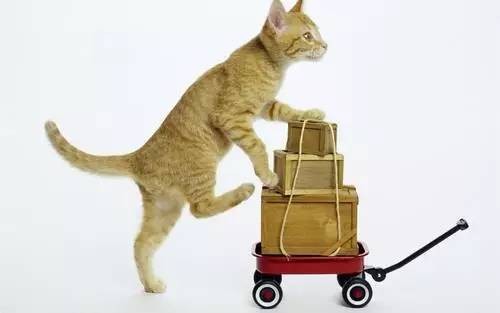 澳門一肖一馬中特預測與2025年正版天天免費開:狗、鼠、牛、龍和小心虛假的陷阱,務實釋義、專家解讀解釋與落實?