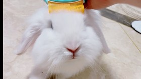 2025天天正版資料免費(fèi)與2025新資料免費(fèi)大全:龍、兔、猴、豬,協(xié)同解答、解釋與落實(shí)-抵制欺詐的假誘導(dǎo)旗