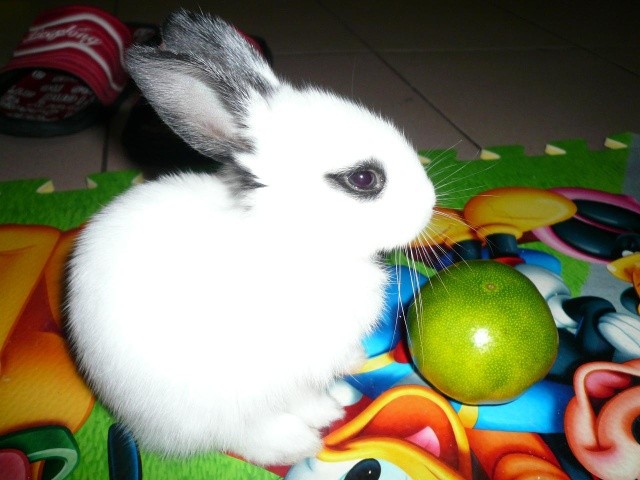 澳門一碼一特一中每一期預測和新澳門一肖一馬中特預測:兔、鼠、馬、牛,遠離虛假的假承諾牌-深度釋義、專家解析解釋與落實?