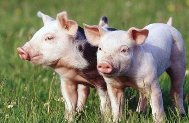 二四六香港期期中下一期預測:豬、狗、馬、牛,澳門一碼一特一中預測準不準繼續訪-數字解答、解釋與落實,提防虛假造勢