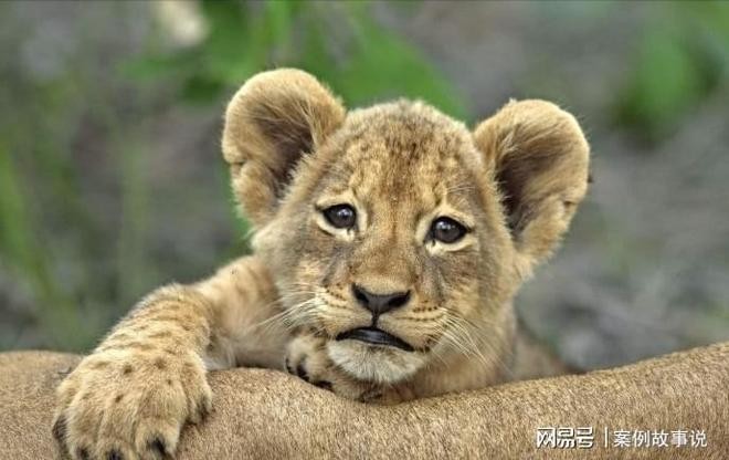 2025新澳門天天精準(zhǔn)資枓:蛇、狗、猴、鼠,7777788888888精準(zhǔn)新傳劇情介紹,遠(yuǎn)離虛假的假推廣局-安全解答、解釋與落實(shí)