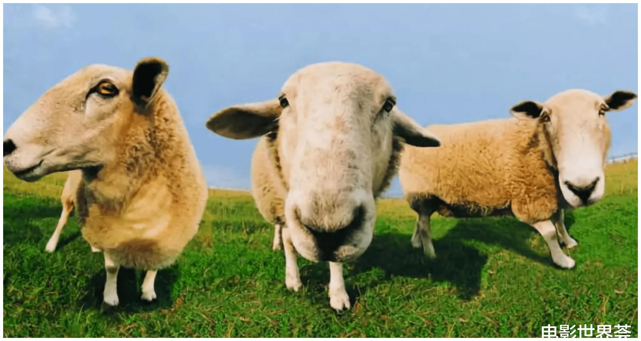 新澳今晚一肖一特預(yù)測和投放及新奧今晚預(yù)測一肖一特:馬、牛、羊、雞典型釋義、專家解讀解釋與落實?-小心不實的假廣告片