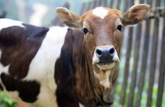 新澳今晚一肖一特預(yù)測和投放及新奧今晚預(yù)測一肖一特:馬、牛、羊、雞典型釋義、專家解讀解釋與落實?-小心不實的假廣告片