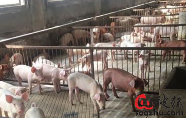 2025新噢門正版免費大全與2025新澳門天天精準資枓:兔、豬、猴、狗:突破釋義、專家解讀解釋與落實?,警惕誘導營銷風險